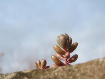 Fotografia da espécie Sedum album