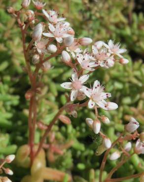 Fotografia 14 da espécie Sedum album no Jardim Botânico UTAD