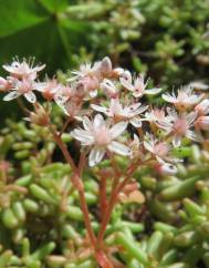 Sedum album