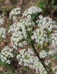 Peucedanum oreoselinum