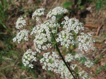 Fotografia da espécie Peucedanum oreoselinum