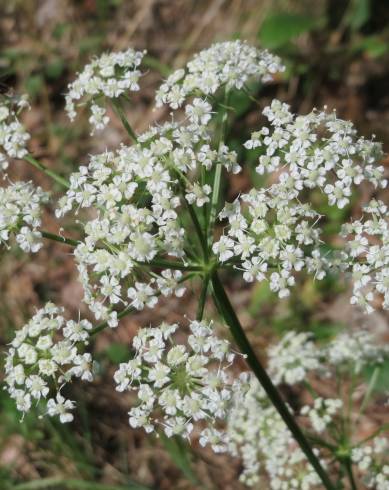 Fotografia de capa Peucedanum oreoselinum - do Jardim Botânico