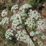 Fotografia 1 da espécie Peucedanum oreoselinum do Jardim Botânico UTAD