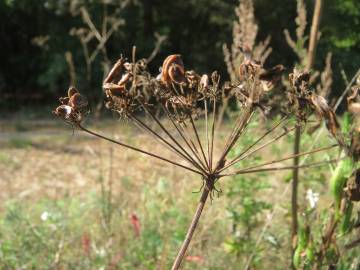 Fotografia da espécie Peucedanum oreoselinum