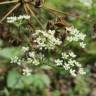 Fotografia 4 da espécie Peucedanum oreoselinum do Jardim Botânico UTAD