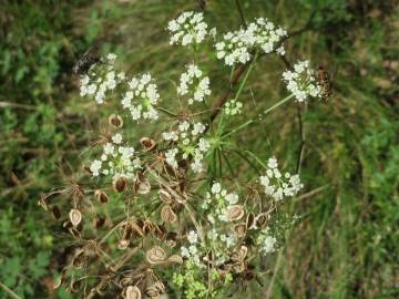 Fotografia da espécie Peucedanum oreoselinum