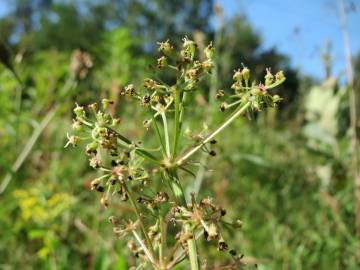 Fotografia da espécie Peucedanum oreoselinum