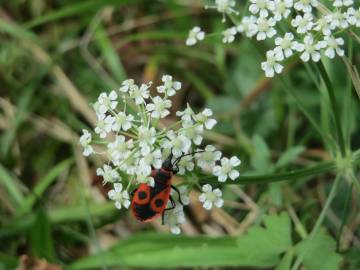 Fotografia da espécie Peucedanum oreoselinum