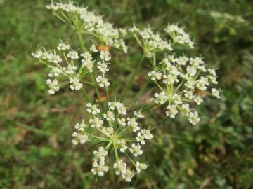 Fotografia da espécie Peucedanum oreoselinum