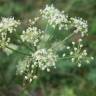 Fotografia 9 da espécie Peucedanum oreoselinum do Jardim Botânico UTAD