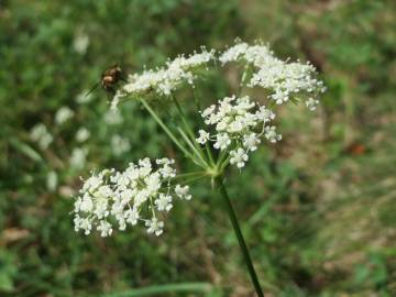 Fotografia da espécie Peucedanum oreoselinum