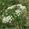 Fotografia 10 da espécie Peucedanum oreoselinum do Jardim Botânico UTAD