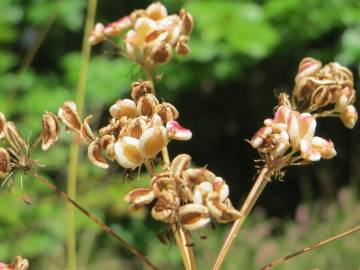 Fotografia da espécie Peucedanum oreoselinum