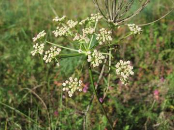 Fotografia da espécie Peucedanum oreoselinum