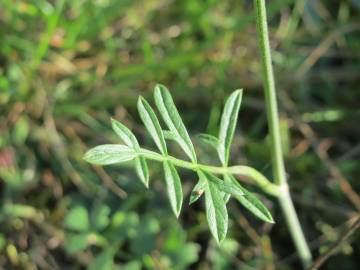 Fotografia da espécie Peucedanum oreoselinum