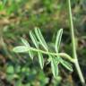 Fotografia 13 da espécie Peucedanum oreoselinum do Jardim Botânico UTAD