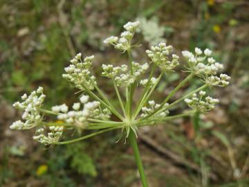 Fotografia da espécie Peucedanum oreoselinum