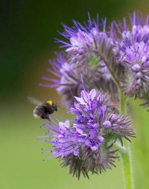 Fotografia 5 da espécie Phacelia tanacetifolia no Jardim Botânico UTAD