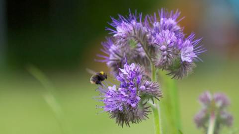 Fotografia da espécie Phacelia tanacetifolia