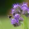 Fotografia 5 da espécie Phacelia tanacetifolia do Jardim Botânico UTAD