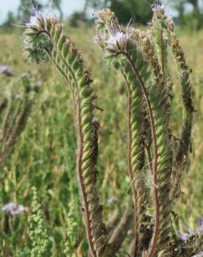 Fotografia 6 da espécie Phacelia tanacetifolia no Jardim Botânico UTAD