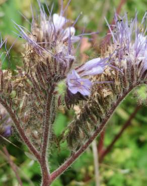 Fotografia 8 da espécie Phacelia tanacetifolia no Jardim Botânico UTAD