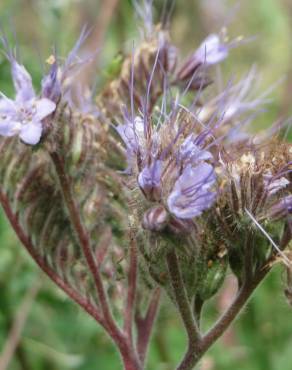 Fotografia 9 da espécie Phacelia tanacetifolia no Jardim Botânico UTAD