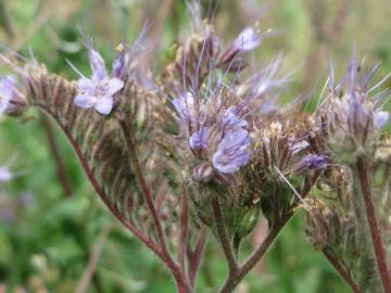 Fotografia da espécie Phacelia tanacetifolia