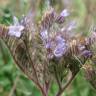 Fotografia 9 da espécie Phacelia tanacetifolia do Jardim Botânico UTAD