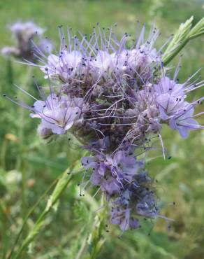 Fotografia 10 da espécie Phacelia tanacetifolia no Jardim Botânico UTAD