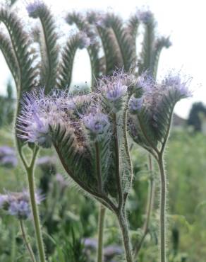 Fotografia 11 da espécie Phacelia tanacetifolia no Jardim Botânico UTAD