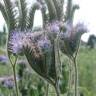 Fotografia 11 da espécie Phacelia tanacetifolia do Jardim Botânico UTAD