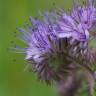 Fotografia 14 da espécie Phacelia tanacetifolia do Jardim Botânico UTAD