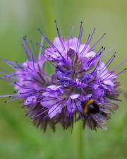 Fotografia da espécie Phacelia tanacetifolia