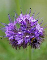 Phacelia tanacetifolia