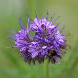 Fotografia da espécie Phacelia tanacetifolia