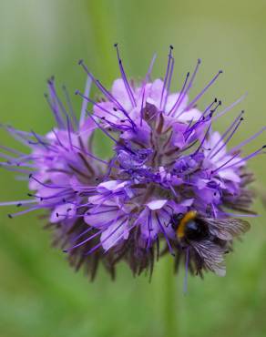 Fotografia 1 da espécie Phacelia tanacetifolia no Jardim Botânico UTAD