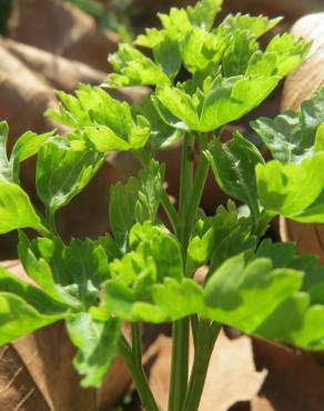 Fotografia 9 da espécie Petroselinum crispum no Jardim Botânico UTAD