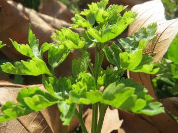 Fotografia da espécie Petroselinum crispum