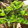 Fotografia 9 da espécie Petroselinum crispum do Jardim Botânico UTAD