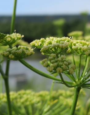 Fotografia 10 da espécie Petroselinum crispum no Jardim Botânico UTAD