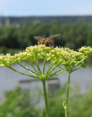 Fotografia de capa Petroselinum crispum - do Jardim Botânico