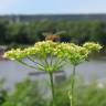 Fotografia 1 da espécie Petroselinum crispum do Jardim Botânico UTAD