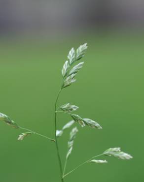 Fotografia 7 da espécie Poa annua no Jardim Botânico UTAD