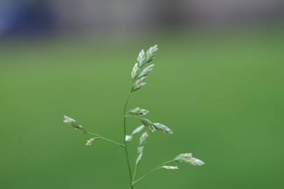 Fotografia da espécie Poa annua