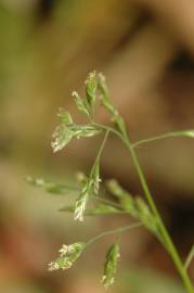 Fotografia da espécie Poa annua