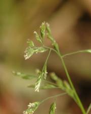 Fotografia da espécie Poa annua