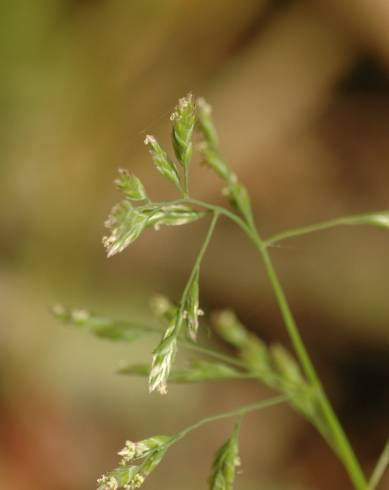 Fotografia de capa Poa annua - do Jardim Botânico