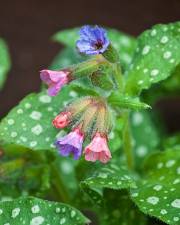 Fotografia da espécie Pulmonaria officinalis