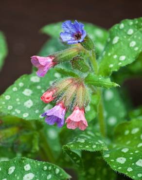 Fotografia 1 da espécie Pulmonaria officinalis no Jardim Botânico UTAD